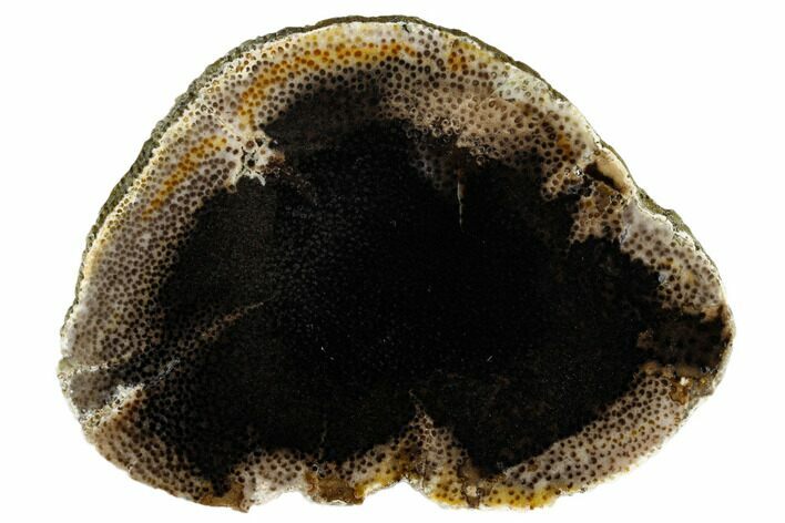 Polished Petrified Palmwood (Palmoxylon) Round - Texas #184895